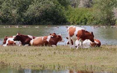 Omschakeling naar duurzame landbouw