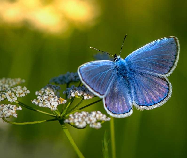 Herstel biodiversiteit Bronckhorst
