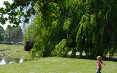 Expertise natuur en gezonde leefomgeving