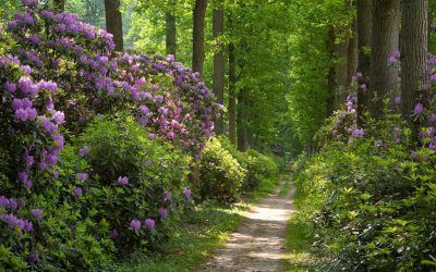 Klimaatbestendig en biodiversbeheer van landgoed