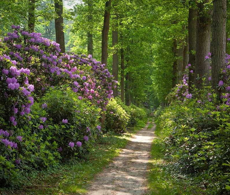 Klimaatbestendig en biodiversbeheer van landgoed