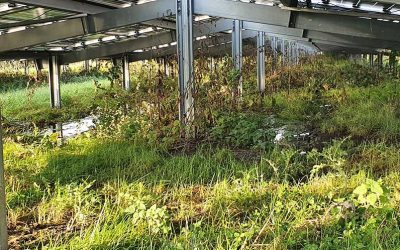 Onderzoek natuurinclusieve zonnevelden