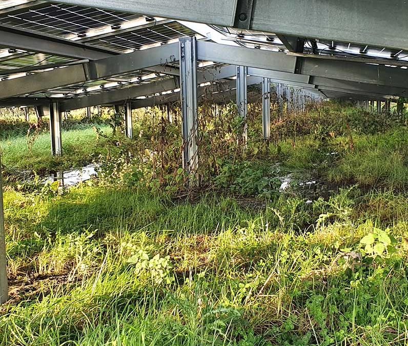 Onderzoek natuurinclusieve zonnevelden