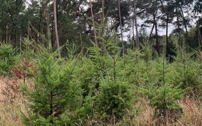 Haal profijt uit de Bossenstrategie