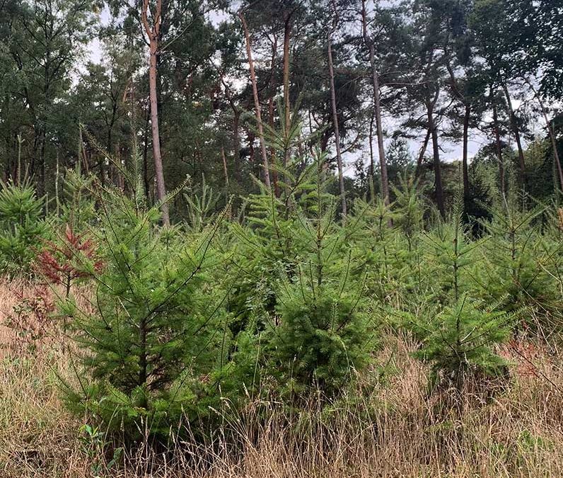 Haal profijt uit de Bossenstrategie