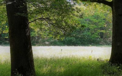 Onze European Tree Technician