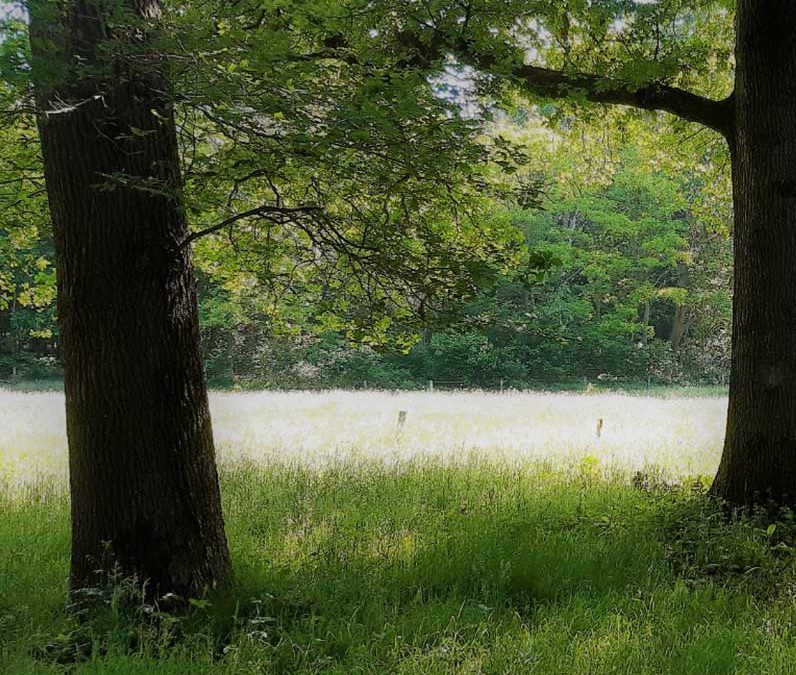 Onze European Tree Technician