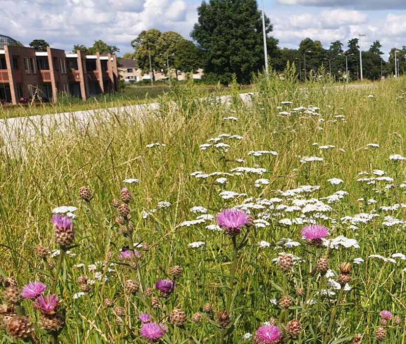 Meer biodiversiteit langs Gelderse wegen