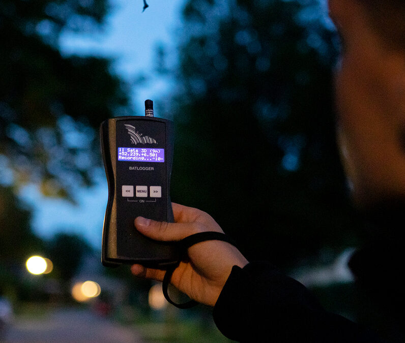 Natuurinclusief renoveren