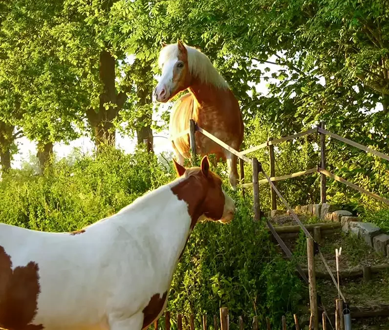 Vergroenen van paardenhouderijen
