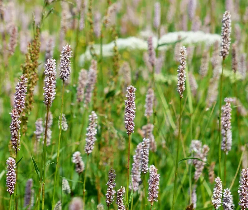 Van verdroogd beekdal naar nat bloemenlandschap